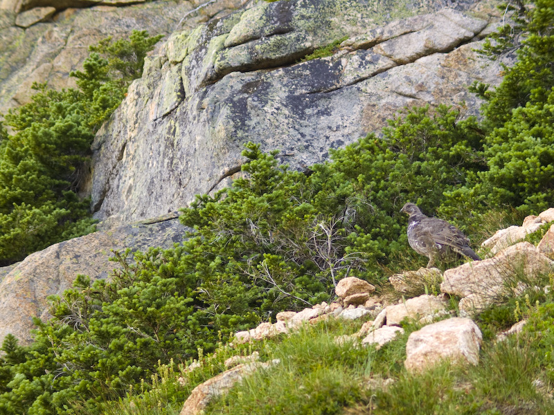 Blue Grouse